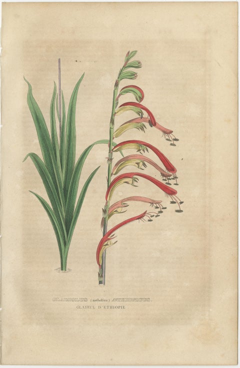 Botanical Rarities: Pristine Hand-Colored Engravings from 1845, view 5