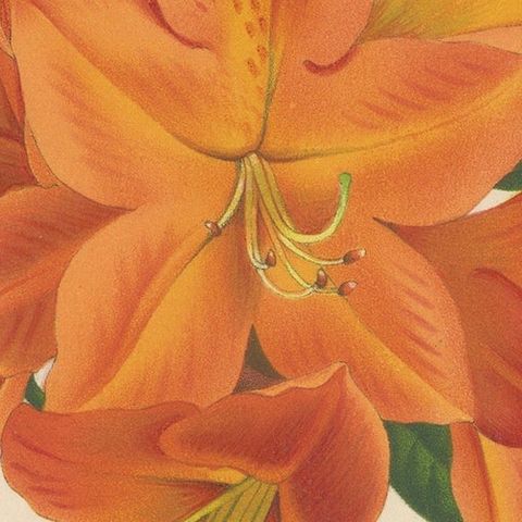 Enchanted Blossoms: Masterpieces of Botanical Art from Van Houtte's Florilegium, close-up 5