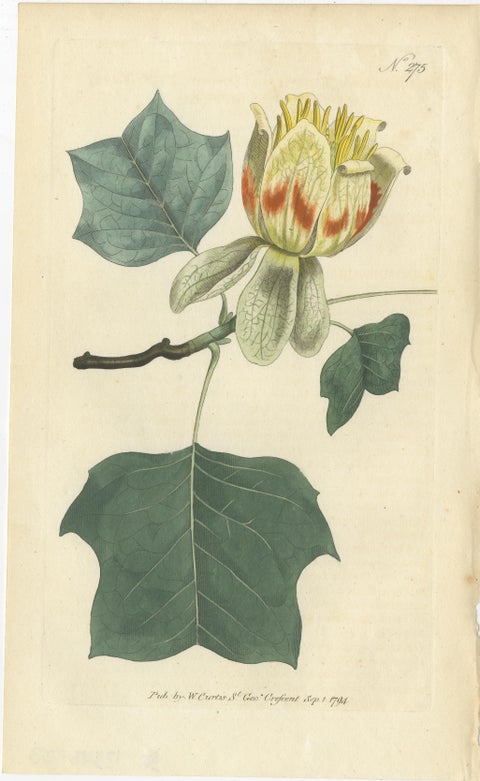 Antique Botany Print of Liriodendron Tulipifera or Common Tulip Tree, view 2
