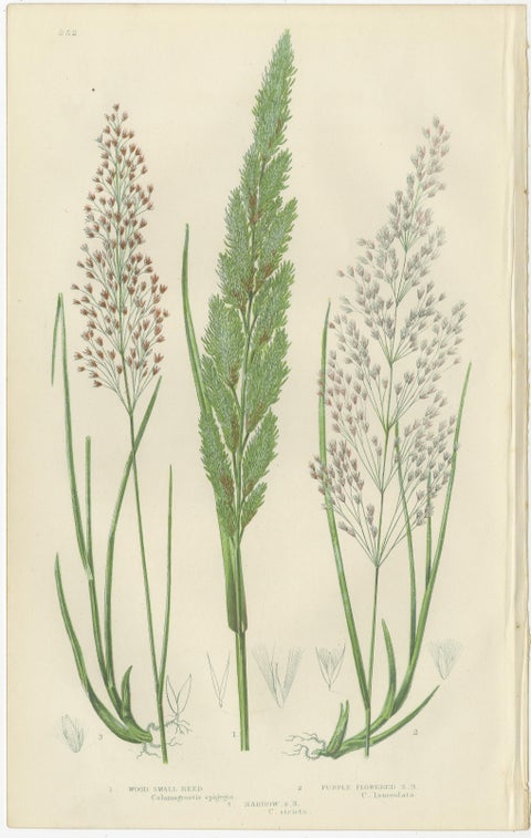 Club Moss Varieties, Hand-Colored Botanical Engravings, 1873 Pair, view 3