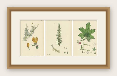 Botanical Engravings of Water-Milfoil, Mare’s-tail, and Red-Berried Bryony, 1902, shown framed