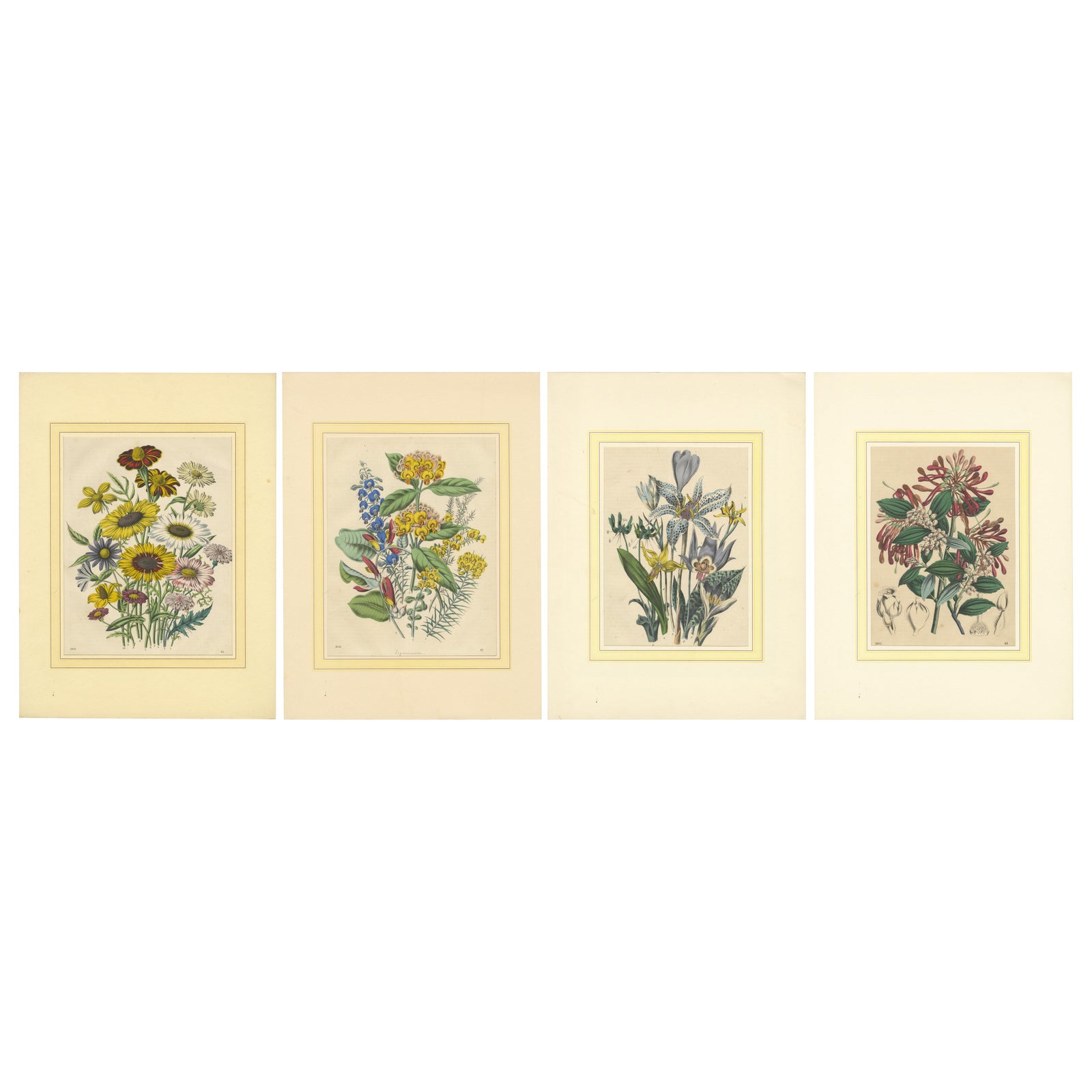 Set of Four Colorful Botanical Flower Prints from Book of Worlds, circa 1850