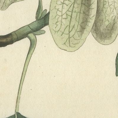 Antique Botany Print of Liriodendron Tulipifera or Common Tulip Tree, close-up 2
