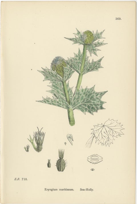 Botanical Engravings of Sea-Holly, Field Eryngo, and Water Hemlock, 1902, view 2