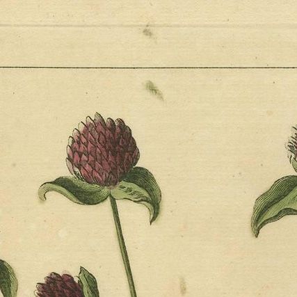 Antique Flower Print 'Amaranthoides' , 1755, close-up 1