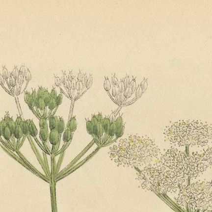 Antique Botany Print 'Pimpinella Saxifraga' by J. Sowerby, 1797, close-up 1