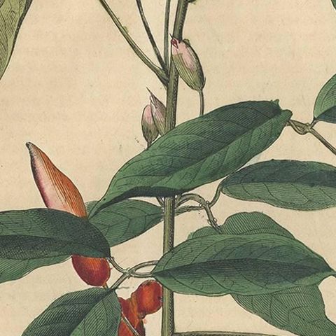 Antique Botany Print of an Erythrina Plant by C. Hoffmann, 1847, close-up 2