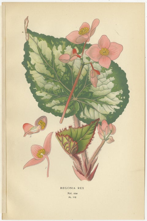Botanical Prints: Begonia Rex, Begonia Fuchsioides & Begonia Semperflorens, 1897, view 2