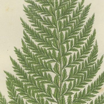 Holly Fern, Common Prickly Fern and Angular-leaved Prickly Fern, Triptych, 1873, close-up 2