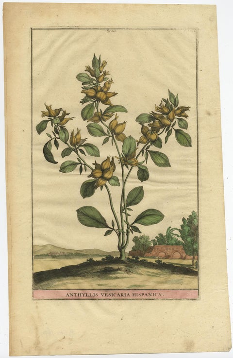 Botanical Illustration of Spanish Kidney Vetch, from Munting’s 1696 Herbal, view 2