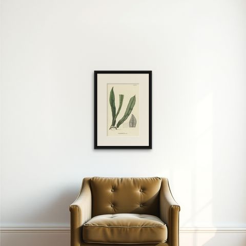 Lushly Handcolored Lithograph of Ferns of Indonesia (Polypodium), 1829, shown framed on a wall, true to size