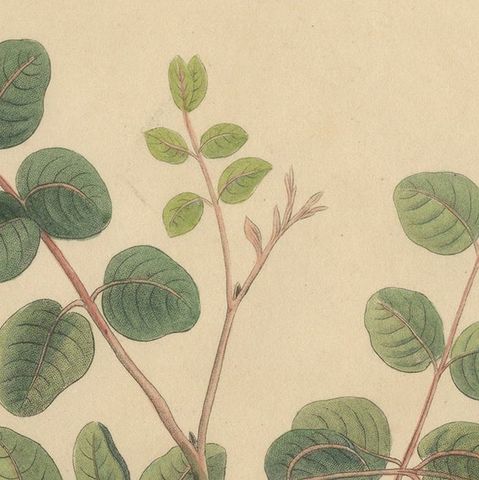 Antique Carob Botanical Print, Ceratonia Siliqua, Hand Colored, c.1831, close-up 4