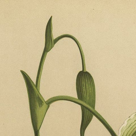 Antique Botanical Print, Exotic Orchid Selenipedium Hybridum Grande, c.1888, close-up 4