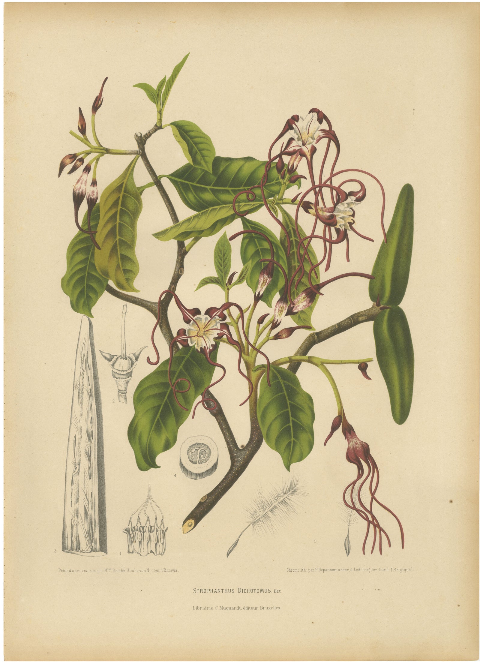 Original Antique Botanical Chromolithograph of Poison Arrow Vine, c.1880