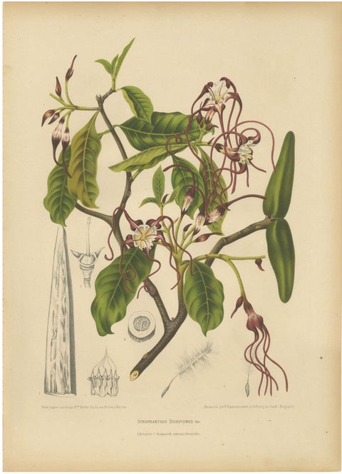 Original Antique Botanical Chromolithograph of Poison Arrow Vine, c.1880