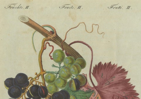 Vineyard Treasures: Exquisite Hand-Colored 19th-Century Grapevine Engraving, close-up 2
