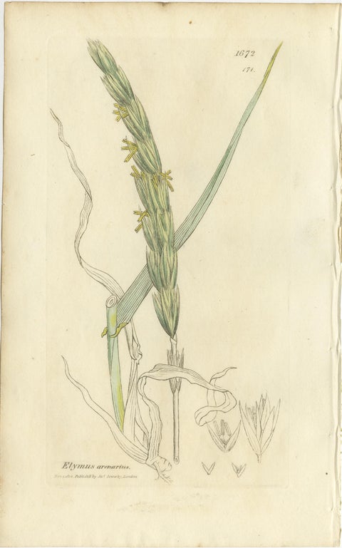Set of 8 Antique Botanical Engravings of Bromus Brome Grasses, c.1830, view 4