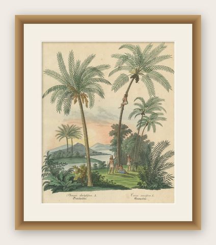 Antique Date Palm & Coconut Botanical Scene, Phoenix & Cocos, c.1831, shown framed