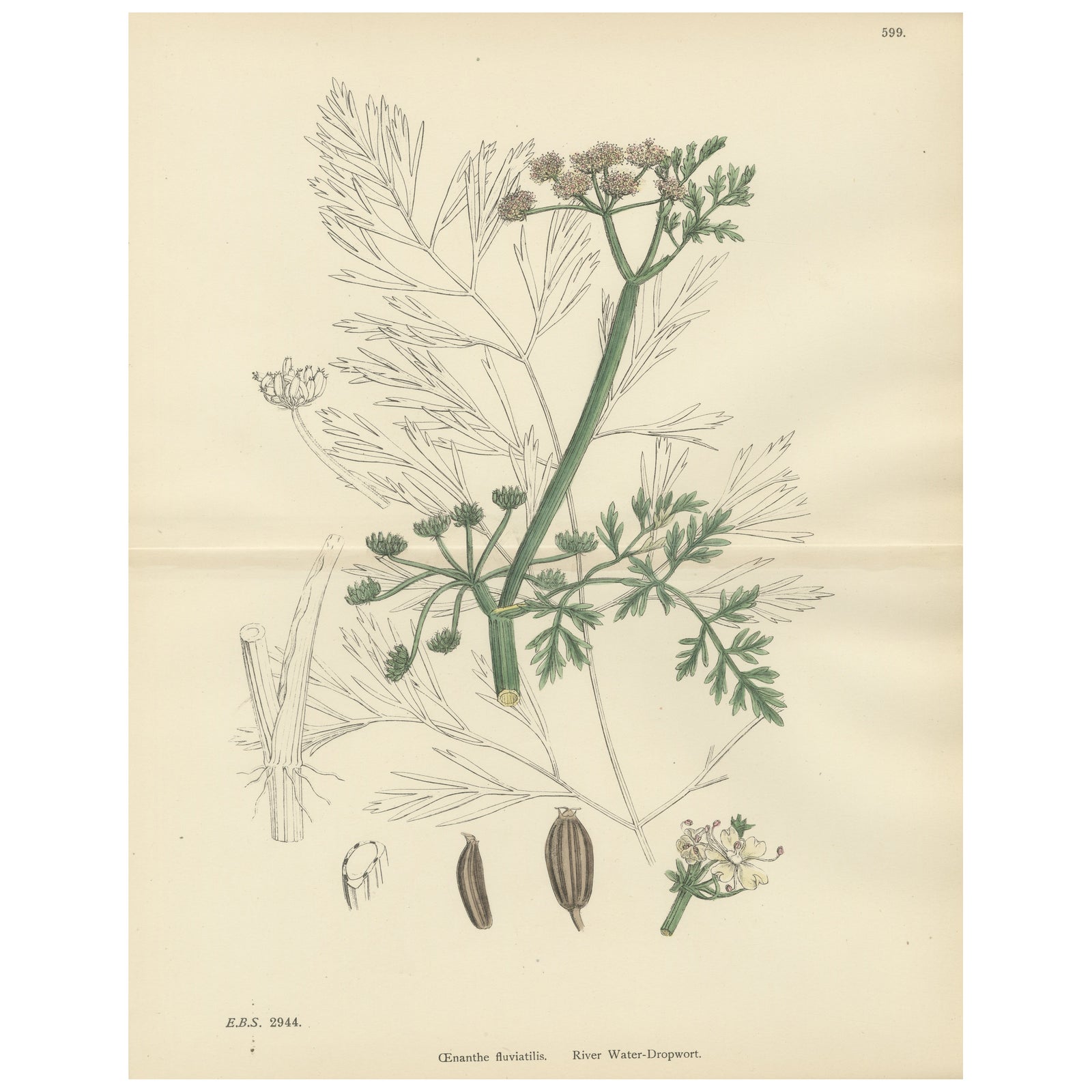 Antique British Botanical Print of River Water-Dropwort, Hand-Colored, c.1902