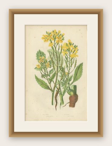 Beautiful Antique Botany Print of Wild Radish, c.1860, shown framed