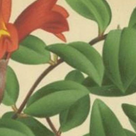 Antique Print of the Lipstick Plant, c.1880, close-up 1