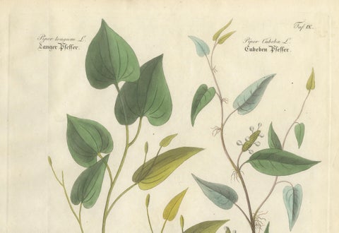 Antique Long & Cubeb Pepper Botanical Print, Piper Species, c.1831, close-up 1