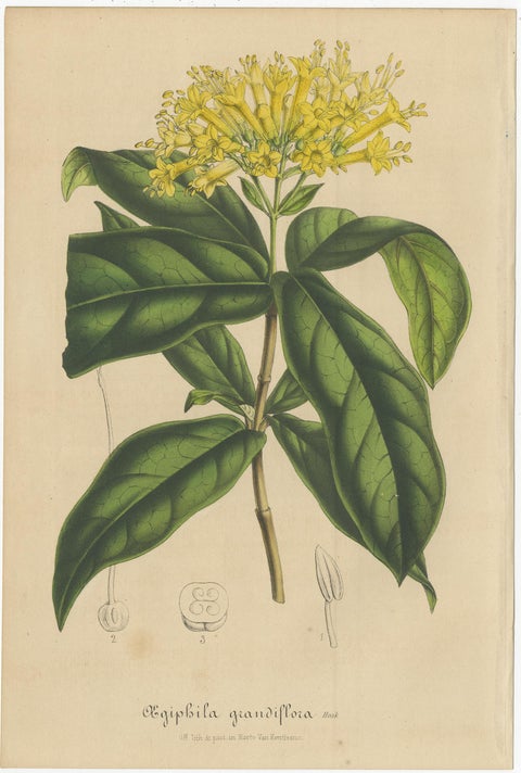 Set of 2 Antique Botany Prints, Aegiphila, Malacophylla by Van Houtte '1848', view 2