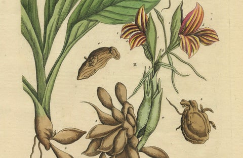 Botanical Illustration of White Turmeric (Curcuma zedoaria) by Blackwell, 1696, close-up 2
