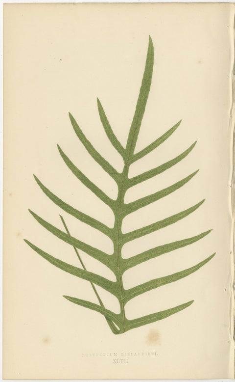 Antique Botanical Fern Prints, Polypodium Studies Decorative Set Lowe 1856, view 6