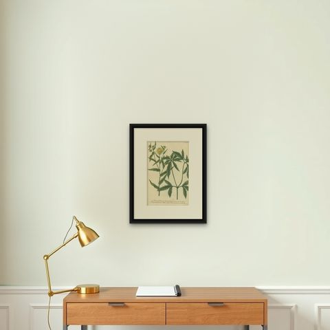 Hand-finished Mezzotint Engraving of two Chrysanthemum species, shown framed on a wall, true to size