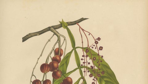 Original Antique Winged Lychee Botanical Print by Hoola van Nooten, 1880, close-up 2