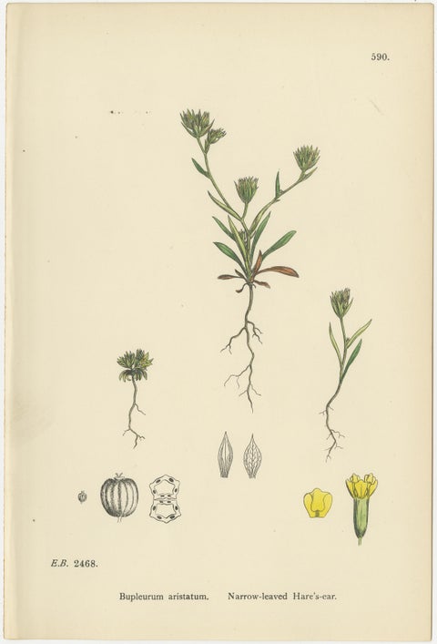 Antique English Botanical Interior Prints, Hare’s-ear & Water Dropwort, 1902, view 2