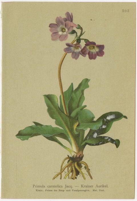 Alpine Botanical Prints Set, Primula & Cortusa, Palla Atlas, 1897, view 4
