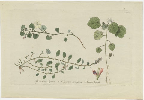 Antique Botany Print of Malvella Leprosa and other Flowering Plants, view 2