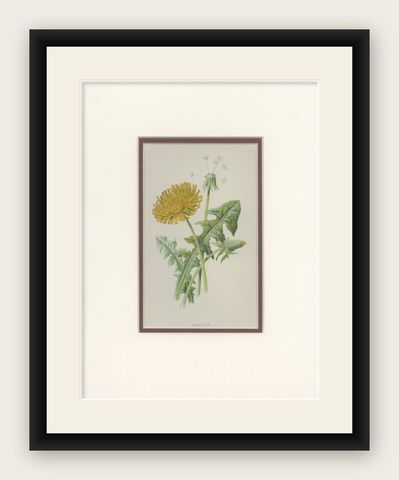 Antique Botany Print of a Dandelion by Hulme 'c.1895', shown framed
