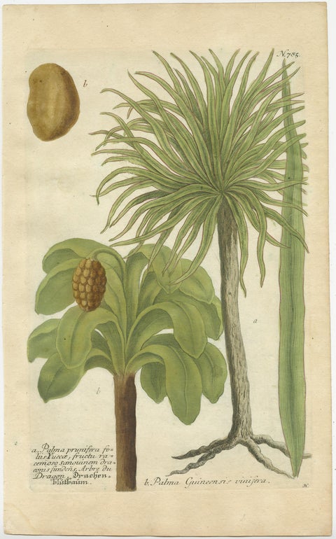 Set of 2 Botany Prints of the European Fan Palm and Copernicia Prunifera, c.1740, view 3