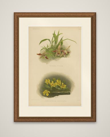 Victorian Botanical Orchid Print, Two Exotic Varieties, c.1888, shown framed