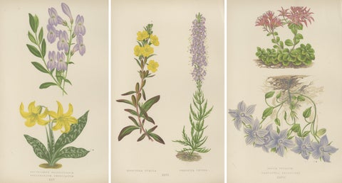 Antique Botanical Triptych with Erythronium Americanum and Bellflower c1870, view 5