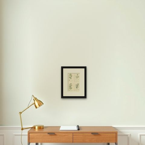 Elegant British Chervil Quartet, Hand-Colored Botanical Prints, England 1902, shown framed on a wall, true to size