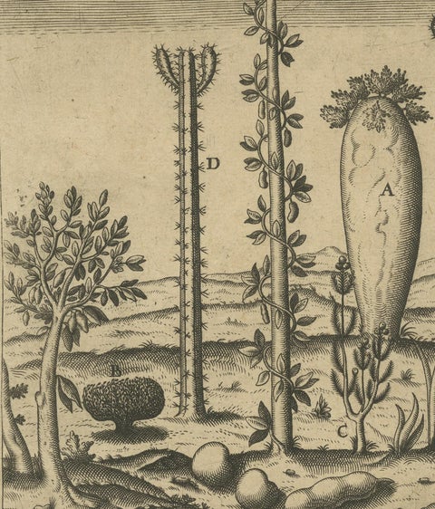 Botanical Illustration of Saint Lawrence's (Madagascar) Seeds and Plants, 1601, close-up 3
