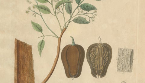 Antique Mahogany Botanical Print, Swietenia Mahagoni, c.1831, close-up 2