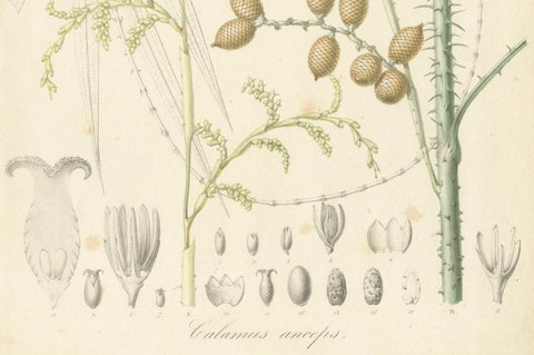 An Original Antique Palm Illustration of the Calamus Melanoloma, 1847, close-up 2