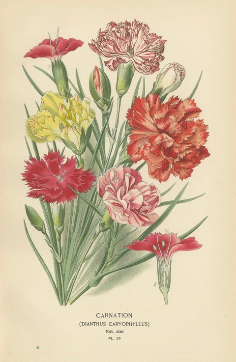 Edwardian Blossoms: A Triptych of Garden Elegance, 1896, close-up 3