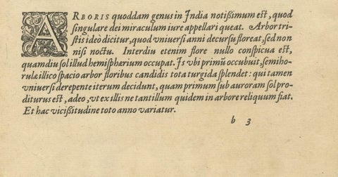 The Melancholy Tree of the East: A 1601 de Bry Engraving from 'Indiae Orientalis, close-up 2