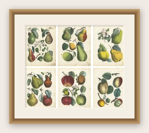 Antique Fruit Chromolithographs, Pears and Apples, Set of Six, Calwer 1854, shown framed