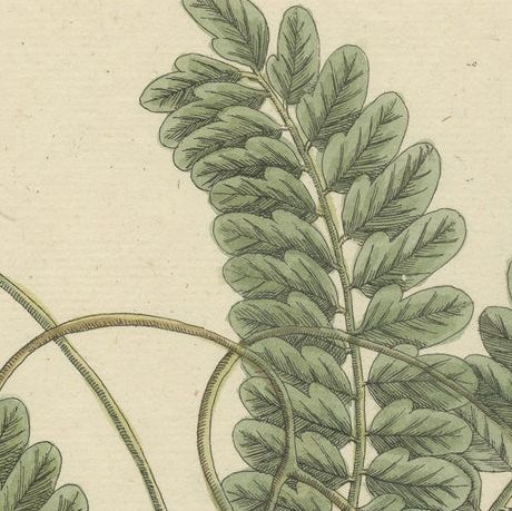 Antique Botanical Print of a Tamarind Tree, close-up 1