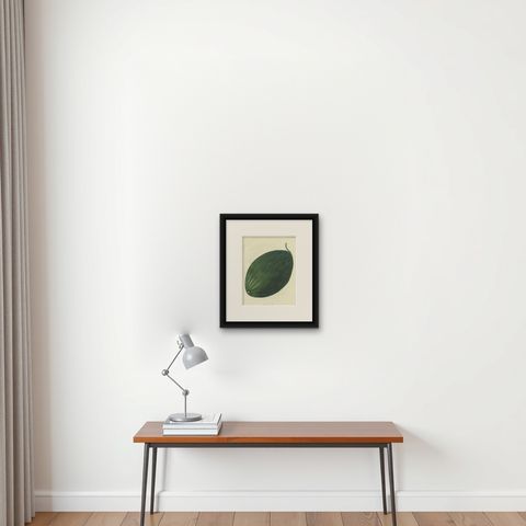 Antique Fruit Print of a Winter Melon or Ash Gourd, shown framed on a wall, true to size