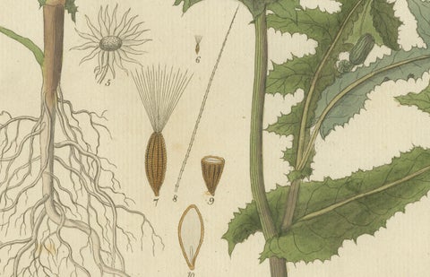 Botanical Illustration of Sonchus Oleraceus or Common Sow Thistle, 1822, close-up 3