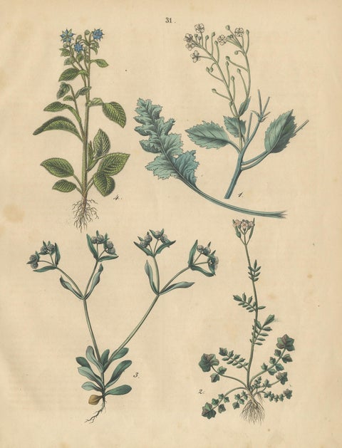 Antique Wildflower Botanical Print, Borage and Field Plants, Germany 1852, close-up 1