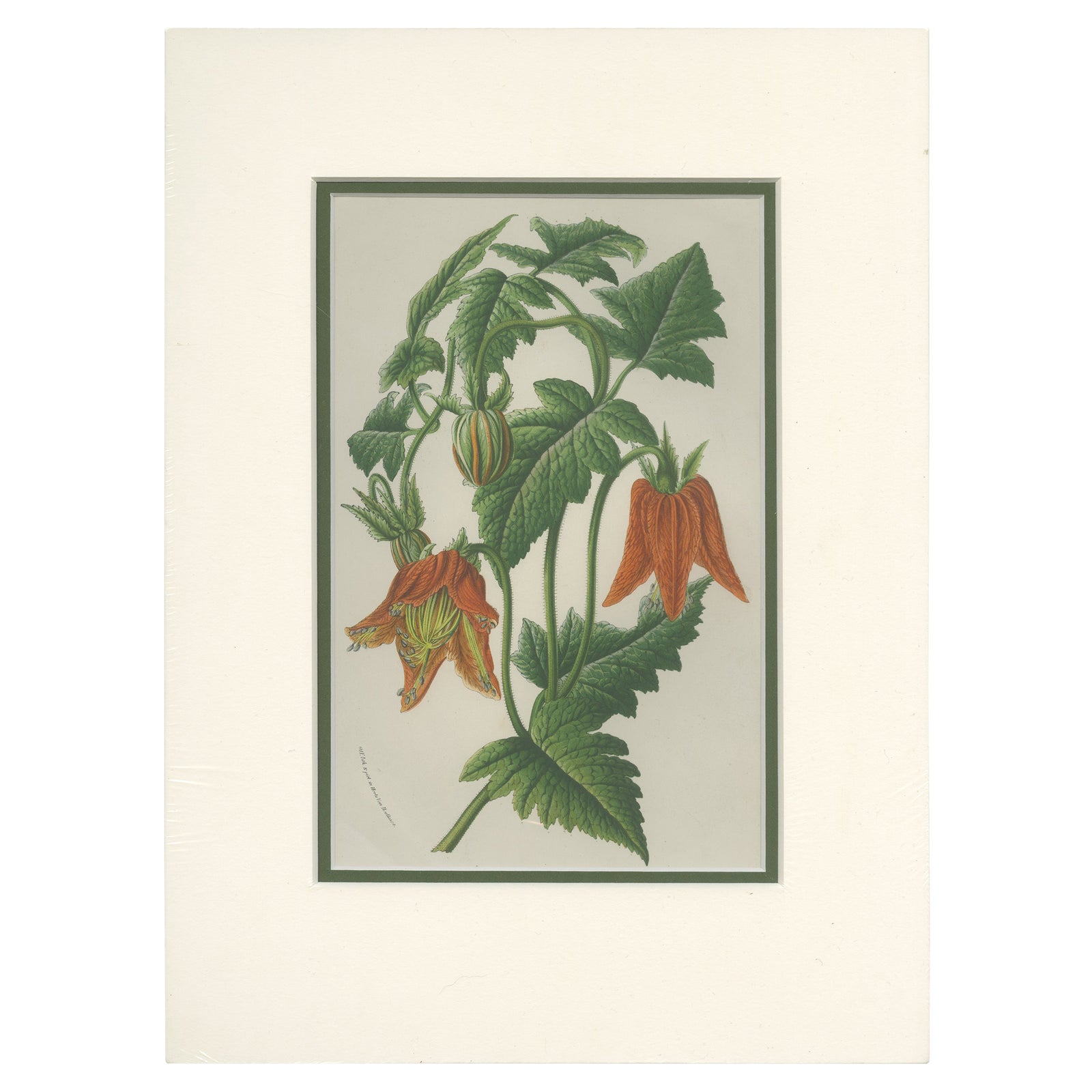 Antique Botany Print of the Illairea Canarinoides by Van Houtte 'c.1845'